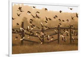 Common Starlings, Sturnus Vulgaris, Fly in a Clearing in Autumn-Alex Saberi-Framed Photographic Print