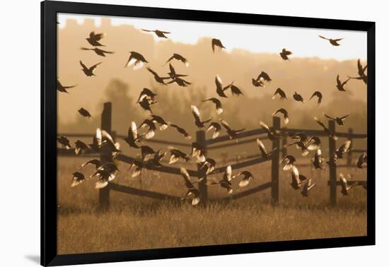 Common Starlings, Sturnus Vulgaris, Fly in a Clearing in Autumn-Alex Saberi-Framed Photographic Print