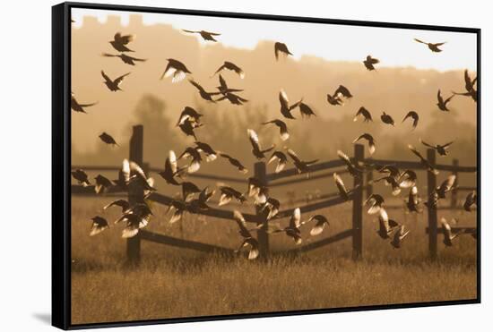 Common Starlings, Sturnus Vulgaris, Fly in a Clearing in Autumn-Alex Saberi-Framed Stretched Canvas