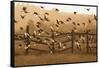 Common Starlings, Sturnus Vulgaris, Fly in a Clearing in Autumn-Alex Saberi-Framed Stretched Canvas