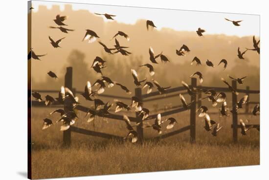 Common Starlings, Sturnus Vulgaris, Fly in a Clearing in Autumn-Alex Saberi-Stretched Canvas