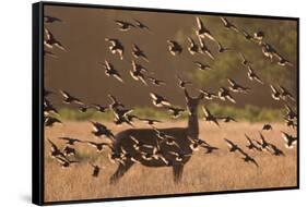 Common starlings, Sturnus vulgaris, with a fallow deer in a clearing.-Alex Saberi-Framed Stretched Canvas