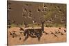 Common starlings, Sturnus vulgaris, with a fallow deer in a clearing.-Alex Saberi-Stretched Canvas