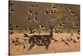 Common starlings, Sturnus vulgaris, with a fallow deer in a clearing.-Alex Saberi-Stretched Canvas