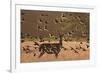 Common starlings, Sturnus vulgaris, with a fallow deer in a clearing.-Alex Saberi-Framed Photographic Print