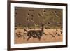 Common starlings, Sturnus vulgaris, with a fallow deer in a clearing.-Alex Saberi-Framed Photographic Print