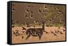 Common starlings, Sturnus vulgaris, with a fallow deer in a clearing.-Alex Saberi-Framed Stretched Canvas