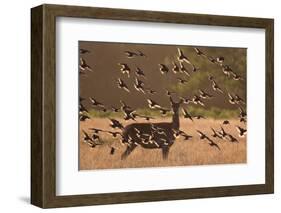 Common starlings, Sturnus vulgaris, with a fallow deer in a clearing.-Alex Saberi-Framed Photographic Print