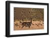 Common starlings, Sturnus vulgaris, with a fallow deer in a clearing.-Alex Saberi-Framed Photographic Print