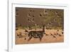 Common starlings, Sturnus vulgaris, with a fallow deer in a clearing.-Alex Saberi-Framed Photographic Print