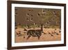 Common starlings, Sturnus vulgaris, with a fallow deer in a clearing.-Alex Saberi-Framed Photographic Print