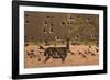 Common starlings, Sturnus vulgaris, with a fallow deer in a clearing.-Alex Saberi-Framed Photographic Print