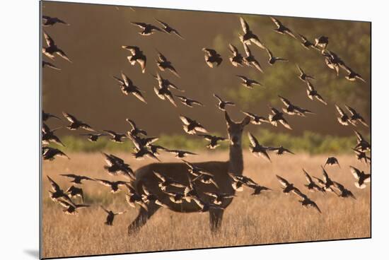 Common starlings, Sturnus vulgaris, with a fallow deer in a clearing.-Alex Saberi-Mounted Photographic Print
