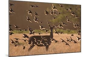 Common starlings, Sturnus vulgaris, with a fallow deer in a clearing.-Alex Saberi-Mounted Photographic Print