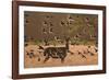 Common starlings, Sturnus vulgaris, with a fallow deer in a clearing.-Alex Saberi-Framed Photographic Print