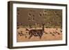 Common starlings, Sturnus vulgaris, with a fallow deer in a clearing.-Alex Saberi-Framed Photographic Print