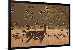 Common starlings, Sturnus vulgaris, with a fallow deer in a clearing.-Alex Saberi-Framed Photographic Print