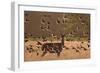 Common starlings, Sturnus vulgaris, with a fallow deer in a clearing.-Alex Saberi-Framed Premium Photographic Print