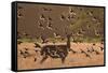 Common starlings, Sturnus vulgaris, with a fallow deer in a clearing.-Alex Saberi-Framed Stretched Canvas