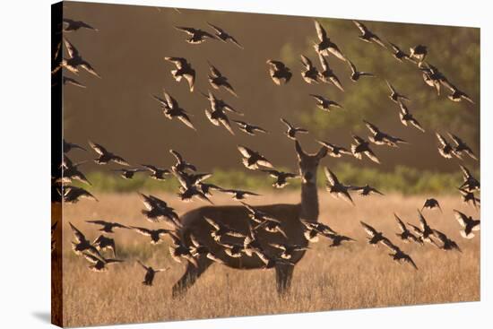 Common starlings, Sturnus vulgaris, with a fallow deer in a clearing.-Alex Saberi-Stretched Canvas