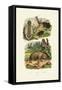 Common Stinkhorn, 1833-39-null-Framed Stretched Canvas