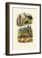 Common Stinkhorn, 1833-39-null-Framed Giclee Print