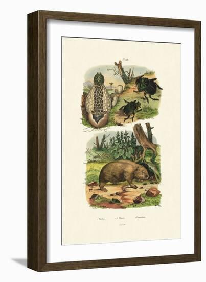 Common Stinkhorn, 1833-39-null-Framed Giclee Print