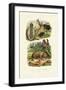 Common Stinkhorn, 1833-39-null-Framed Giclee Print