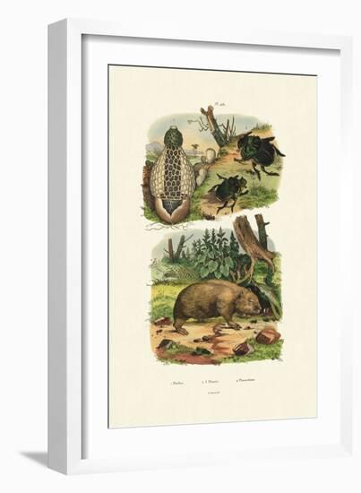 Common Stinkhorn, 1833-39-null-Framed Giclee Print