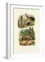 Common Stinkhorn, 1833-39-null-Framed Giclee Print