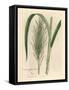 Common Sugar Cane, Saccharum Officinarum-James Sowerby-Framed Stretched Canvas