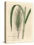 Common Sugar Cane, Saccharum Officinarum-James Sowerby-Stretched Canvas