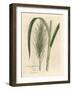 Common Sugar Cane, Saccharum Officinarum-James Sowerby-Framed Giclee Print