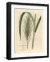 Common Sugar Cane, Saccharum Officinarum-James Sowerby-Framed Giclee Print