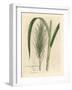 Common Sugar Cane, Saccharum Officinarum-James Sowerby-Framed Giclee Print