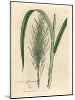 Common Sugar Cane, Saccharum Officinarum-James Sowerby-Mounted Giclee Print
