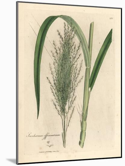 Common Sugar Cane, Saccharum Officinarum-James Sowerby-Mounted Giclee Print