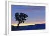 Common Sugarbush (Protea caffra) habit, silhouetted at sunrise, Drakensberg Mountains-Shem Compion-Framed Photographic Print