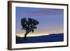 Common Sugarbush (Protea caffra) habit, silhouetted at sunrise, Drakensberg Mountains-Shem Compion-Framed Photographic Print