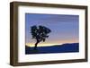 Common Sugarbush (Protea caffra) habit, silhouetted at sunrise, Drakensberg Mountains-Shem Compion-Framed Photographic Print