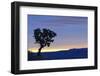 Common Sugarbush (Protea caffra) habit, silhouetted at sunrise, Drakensberg Mountains-Shem Compion-Framed Photographic Print