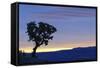 Common Sugarbush (Protea caffra) habit, silhouetted at sunrise, Drakensberg Mountains-Shem Compion-Framed Stretched Canvas