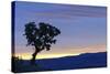 Common Sugarbush (Protea caffra) habit, silhouetted at sunrise, Drakensberg Mountains-Shem Compion-Stretched Canvas