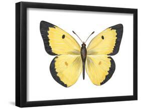 Common Sulphur Butterfly (Colias Philodice), Insects-Encyclopaedia Britannica-Framed Poster