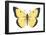 Common Sulphur Butterfly (Colias Philodice), Insects-Encyclopaedia Britannica-Framed Poster