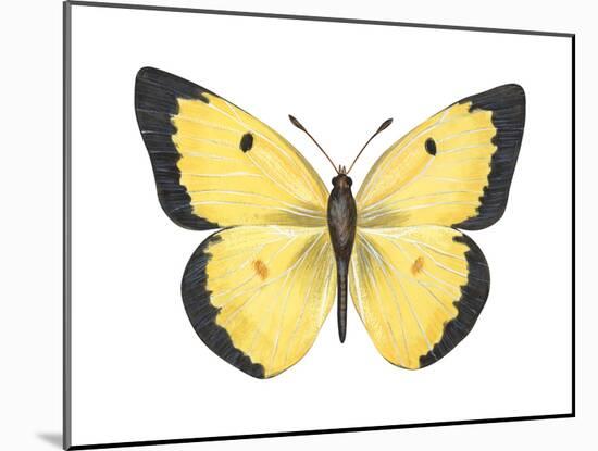 Common Sulphur Butterfly (Colias Philodice), Insects-Encyclopaedia Britannica-Mounted Poster