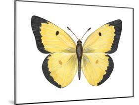 Common Sulphur Butterfly (Colias Philodice), Insects-Encyclopaedia Britannica-Mounted Poster