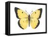 Common Sulphur Butterfly (Colias Philodice), Insects-Encyclopaedia Britannica-Framed Stretched Canvas