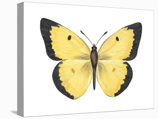 Common Sulphur Butterfly (Colias Philodice), Insects-Encyclopaedia Britannica-Stretched Canvas