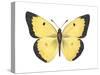 Common Sulphur Butterfly (Colias Philodice), Insects-Encyclopaedia Britannica-Stretched Canvas